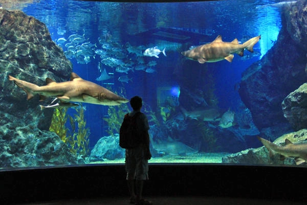 Siam Ocean World là thủy cung lớn nhất Đông Nam Á.