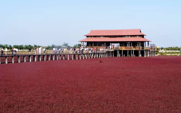 Người ta gọi nó là biển Đỏ bởi khu vực rộng lớn này được bao phủ bởi một loại rong biển màu đỏ có tên là Sueda. Người ta gọi nó là biển Đỏ bởi khu vực rộng lớn này được bao phủ bởi một loại rong biển màu đỏ có tên là Sueda.