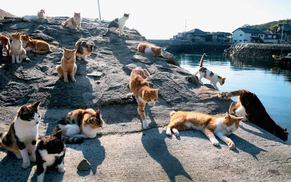 Đảo Tashirojima hay còn gọi là đảo Mèo, là một hòn đảo nhỏ thuộc tỉnh Miyagi, Nhật Bản. Đảo Tashirojima hay còn gọi là đảo Mèo, là một hòn đảo nhỏ thuộc tỉnh Miyagi, Nhật Bản.