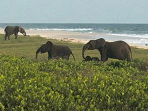 Công viên quốc gia Loango, Gabon - iVIVU.com