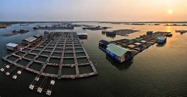 Làng bè Long Sơn buổi bình minh. Ảnh: ST Làng bè Long Sơn buổi bình minh. Ảnh: ST