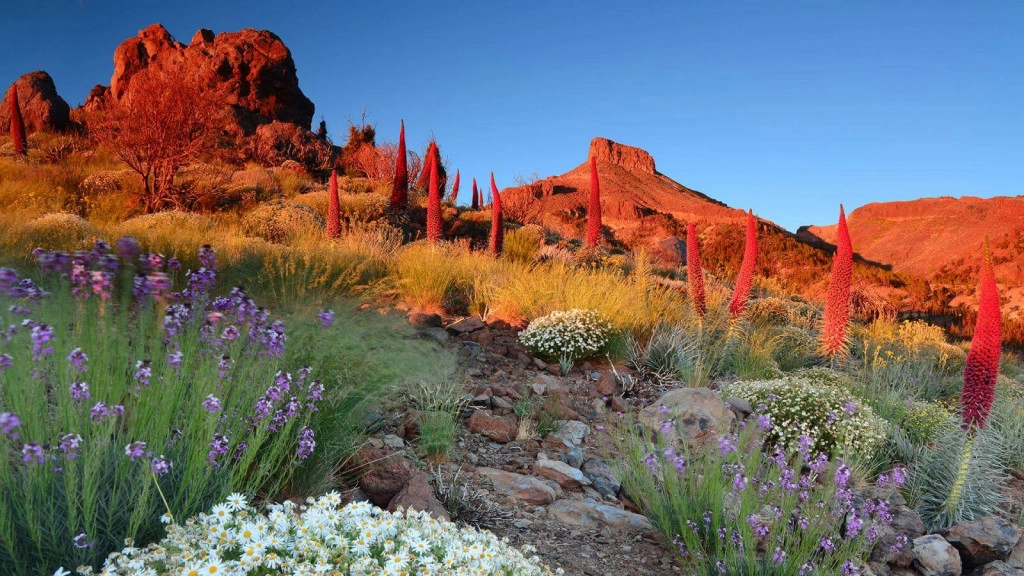 Đảo Tenerife