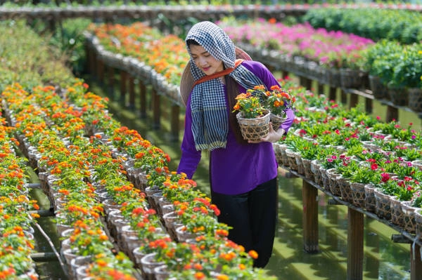 Vẻ đẹp rực rỡ của làng hoa Tân Quy Đông. Ảnh: dulichnuocngoai.com.vn
