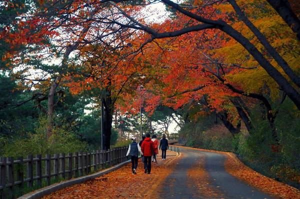 Con đường tuyệt đẹp dẫn lên tháp Namsan. Ảnh: Havehalalwilltravel.com