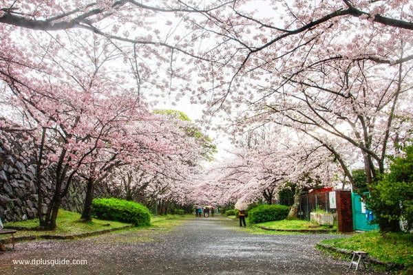 Hoa anh đào rực rỡ trong công viên Ohori vào ngày xuân. Ảnh: dplusguide.com