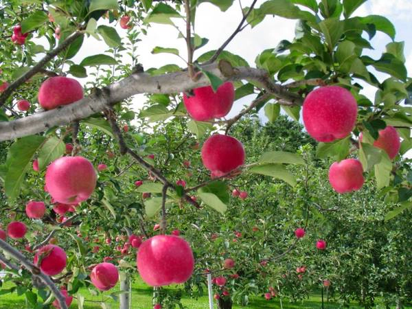 Đến Kurume du khách sẽ vào tham quan vườn trái cây tại đây. Ảnh: Paul