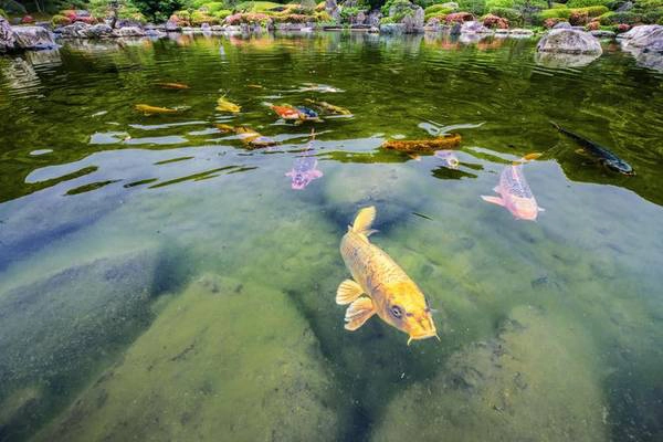 Hồ nước xinh đẹp trong công viên với vô số loài cá quý hiếm. Ảnh: pinterest.com