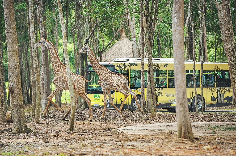 SAFARI-PHU-QUOC-44