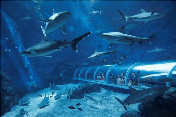 S.E.A.-Aquarium-Singapore-ivivu-4