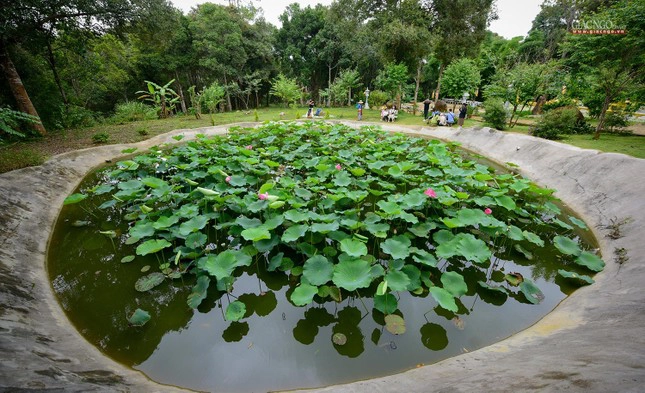 Hồ sen tươi mát trong chùa. Ảnh: Báo Giác ngộ.