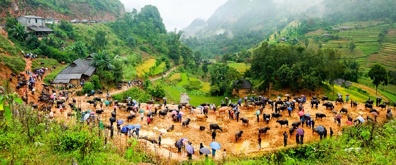 Toàn cảnh chợ trâu Cán Cấu. Toàn cảnh chợ trâu Cán Cấu.