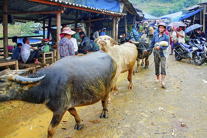 Trâu từ các nơi lũ lượt kéo về chợ. Trâu từ các nơi lũ lượt kéo về chợ.