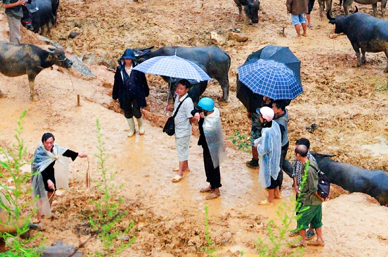 Các lái trâu đang thỏa thuận với chủ trâu. Các lái trâu đang thỏa thuận với chủ trâu.