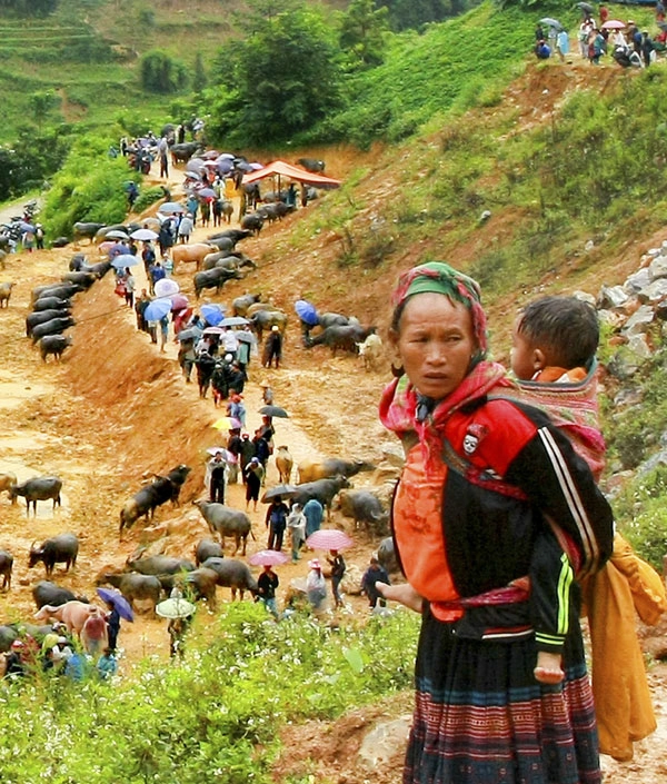 Người phụ nữ H'Mông chờ chồng bán trâu dưới chợ. Người phụ nữ H'Mông chờ chồng bán trâu dưới chợ.