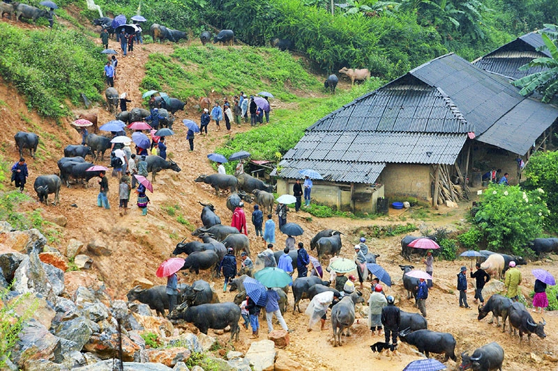 Khu vực tập trung trâu đã mua được của thương lái. Khu vực tập trung trâu đã mua được của thương lái.