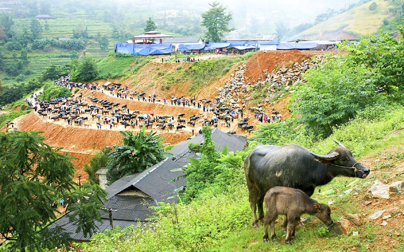 Một đôi trâu mẹ con đã giao dịch xong. Một đôi trâu mẹ con đã giao dịch xong.
