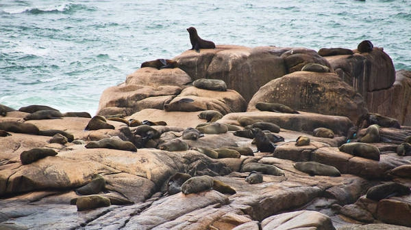 Những con sư tử biển phơi mình trên các tảng đá - Ảnh: flickr