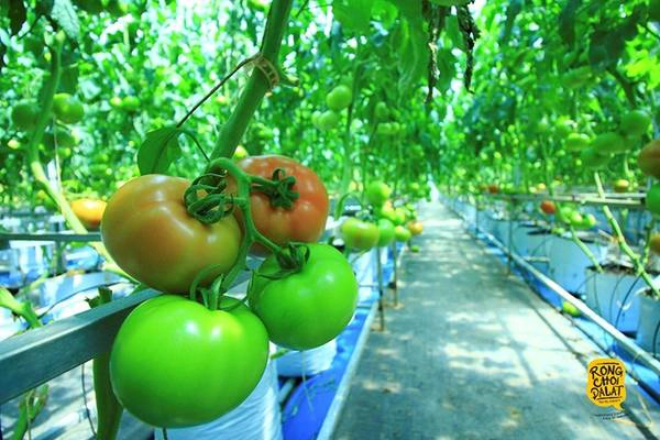 Rau củ quả từ Đà Lạt là một trong nguồn rau sạch cung cấp cho các hệ thống trên toàn quốc.