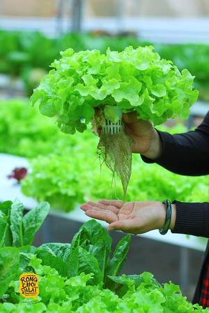 Những cây hoàn toàn sạch và không có dịch bệnh.