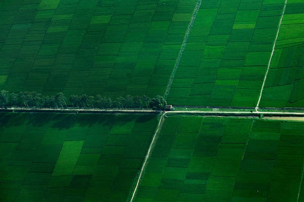 Những cánh đồng lúa xanh ngút tầm mắt của làng quê Bắc Bộ lung linh trong góc máy của hành khách.  Ảnh: seaplanes.vn 