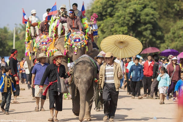 Voi là biểu tượng gắn với đời sống tâm linh và sinh hoạt hàng ngày của người dân Lào. Ảnh: laorock.wordpress.com