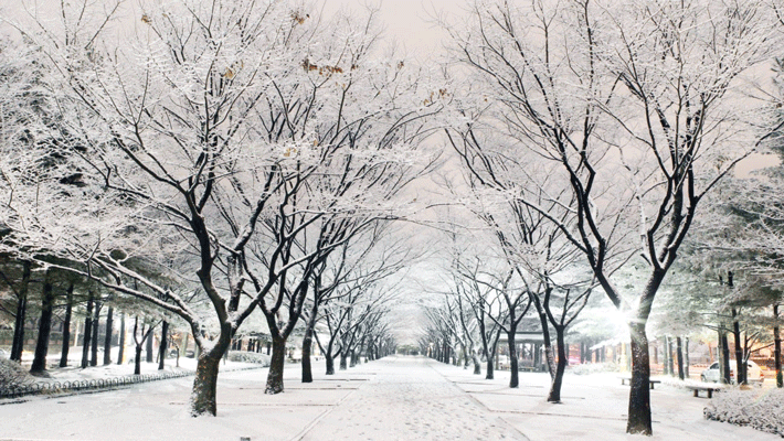 Khung cảnh tuyết trắng xóa trong mùa đông tại Hàn Quốc