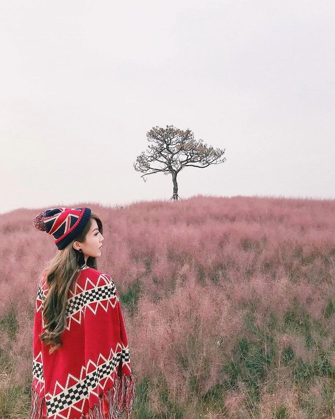 Không chỉ loanh quanh ở Seoul, Trang Pháp còn đến cánh đồng cỏ hồng ở Gyeongju cách Seoul 276 km. Đây là điểm "sống ảo" khá hot của giới trẻ Hàn Quốc vào mùa thu. Du khách không mất phí vào cổng, chỉ cần có ý thức khi tham quan nên mùa này, lượng người đổ về Gyeongju khá đông. Phải vất vả lắm bạn mới chọn được một chỗ ưng ý, không dính người để chụp ảnh. Bạn có thể đến cánh đồng này bằng tàu KTX (2 tiếng di chuyển) từ ga Seoul Station, đi về trong ngày hoặc đi xe buýt tại ga Seoul Express Bus Terminal.