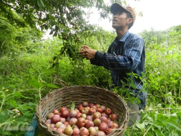 Chương trình du lịch hái mận cực kỳ thú vị