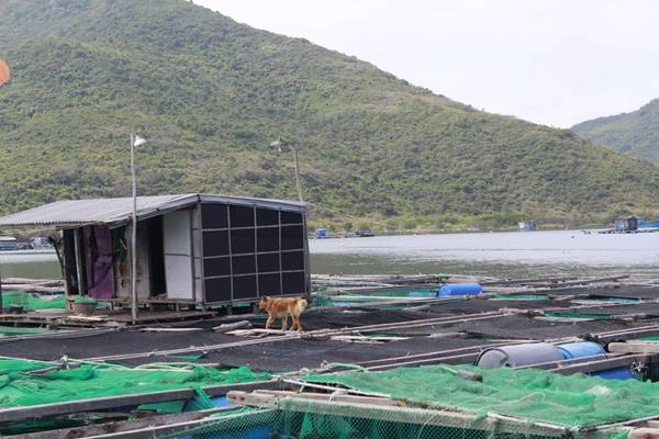 Ghé trại nuôi tôm hùm, bạn được chứng kiến cảnh người dân nuôi và chăm sóc từng con tôm từ nhỏ xíu đến to cả vài kg. Biết thêm về cuộc sống của ngư dân nơi đây cũng là một điểm thú vị của chuyến đi - không chỉ vui chơi mà còn được hiểu biết thêm những điều mới mẻ. Ghé trại nuôi tôm hùm, bạn được chứng kiến cảnh người dân nuôi và chăm sóc từng con tôm từ nhỏ xíu đến to cả vài kg. Biết thêm về cuộc sống của ngư dân nơi đây cũng là một điểm thú vị của chuyến đi - không chỉ vui chơi mà còn được hiểu biết thêm những điều mới mẻ.