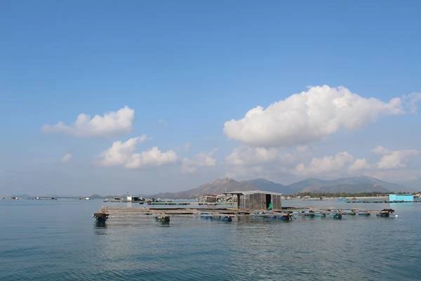 Trên đường đi, tàu sẽ ghé vào những chòi nuôi tôm hùm của người dân. Tại đây bạn có thể mua tôm hùm hoặc hải sản tươi sống với giá rẻ để ăn thoải thích ngoài đảo. Trên đường đi, tàu sẽ ghé vào những chòi nuôi tôm hùm của người dân. Tại đây bạn có thể mua tôm hùm hoặc hải sản tươi sống với giá rẻ để ăn thoải thích ngoài đảo.