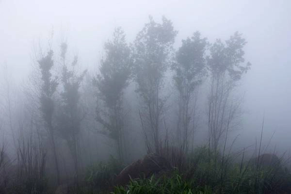 R ừng tràm khúc đi lên trạm thông tin lá cây rụng hết, cộng thêm sương mù làm cho ta cảm giác đang lạc vào khu rừng hoang. Tuyệt đẹp... R ừng tràm khúc đi lên trạm thông tin lá cây rụng hết, cộng thêm sương mù làm cho ta cảm giác đang lạc vào khu rừng hoang. Tuyệt đẹp...