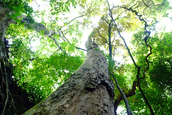 Lối đi trek này đi qua khu vực nhà tù, khu nhà cho cai ngục xây dựng từ thời Pháp. Con đường này nhỏ nhiều cây lớn tỏa bóng mát với những dây leo vắt vẻo kỳ thú. Lối đi trek này đi qua khu vực nhà tù, khu nhà cho cai ngục xây dựng từ thời Pháp. Con đường này nhỏ nhiều cây lớn tỏa bóng mát với những dây leo vắt vẻo kỳ thú.