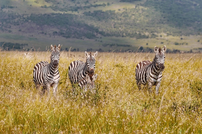 Đàn ngựa vằn trong Serengeti. Vào tháng 6, 7 hàng năm, hàng chục nghìn con ngựa vằn sẽ có cuộc di cư sống còn khi vượt sông Mara và Grumeti để đến vùng đất mới ở Kenya và quay trở lại vào tháng 9. Hàng nghìn con sẽ bỏ mạng lại hai con sông này, khi làm mồi cho cá sấu.