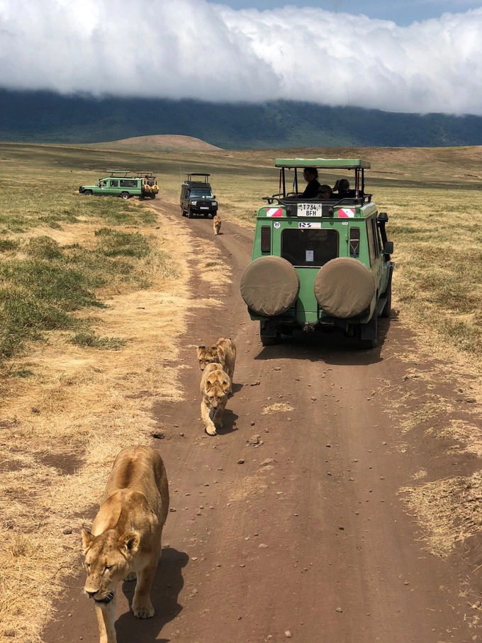 Đàn sư tử trong Khu bảo tồn Ngorongoro. Có thể gặp chúng ở bất kỳ đâu trên đồng cỏ, thẩn thơ đi dạo trên lối mòn của xe cộ chở khách thập phương, hay nằm trên những tảng đá. Du khách có thể coi thú trên những chiếc xe jeep không cửa - trải nghiệm này được gọi là game drive, và khách phải tuân thủ mọi quy định của nhà tổ chức.