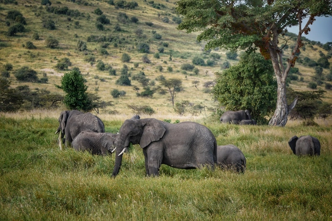 Nằm giữa Serengeti và hồ Manyara, Ngorongoro có miệng núi lửa Ngorongoro nổi tiếng, đồng thời là một trong những nơi ngắm động vật hoang dã đẹp nhất Tanzania. Trong ảnh là đàn voi ở công viên quốc gia Serengeti.