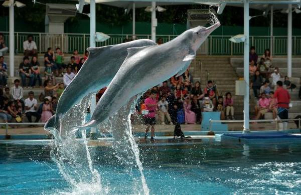 liet-ke-50-diem-den-singapore-zoo-ivivu-11