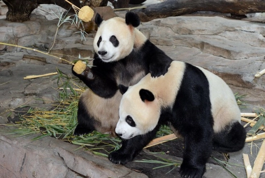 Bánh trung thu được làm từ bột tre dành riêng cho những chú gấu trúc tại công viên Chimelong Safari, tỉnh Quảng Đông, Trung Quốc.