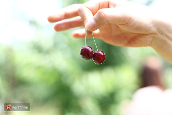 Đây chính là những quả cherry hảo hạng nhất đến từ vùng Yamagata này. Đây chính là những quả cherry hảo hạng nhất đến từ vùng Yamagata này.