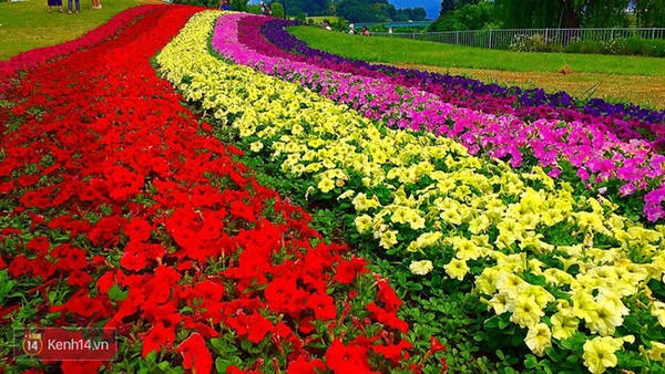 Yamagata là xứ sở của những cánh đồng hoa Yamagata là xứ sở của những cánh đồng hoa