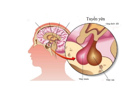 Tuyến yên