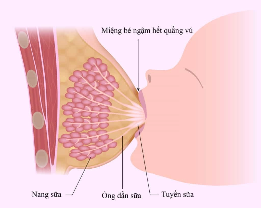 u-vu-lanh-tinh-la-gi-cac-loai-u-vu-lanh-tinh-thuong-gap-2