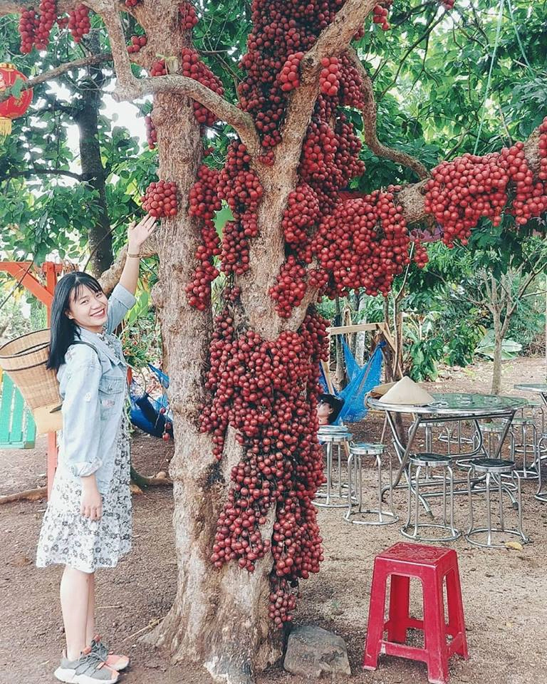 Ảnh:@thuytoet94 DU-LICH-PHU-YEN-IVIVU-16