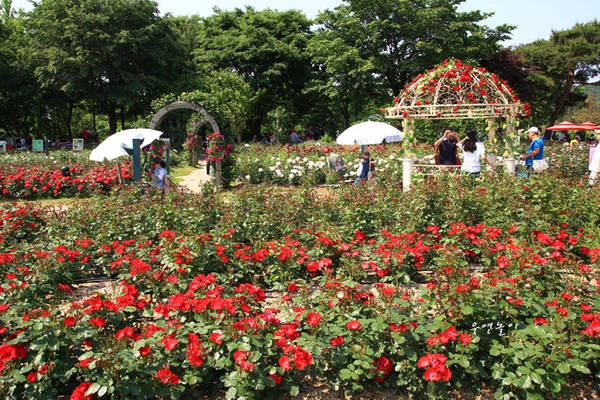 Lễ hội hoa hồng ở Seoul Grand Park 