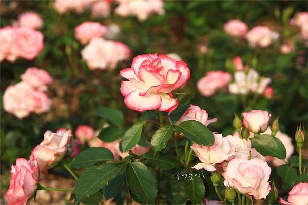 Lễ hội hoa hồng ở Seoul Grand Park 