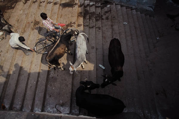  Người Ấn Độ thờ thần bò nên bò có ở khắp mọi nơi ở Varanasi.