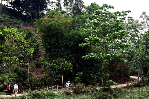 Hoa trẩu vốn không kiêu sa, lộng lẫy như những loài hoa khác. Ảnh: hachi8. Hoa trẩu vốn không kiêu sa, lộng lẫy như những loài hoa khác. Ảnh: hachi8.