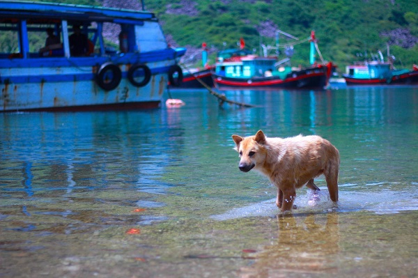 Những chú chó ở xã Bích Đầm được nghịch nước biển mà không phải chú chó nào cũng có cơ hội - Ảnh: Bông Mai Hiện nay Bích Đầm chỉ có khoảng 174 hộ gia đình với gần 1000 người sinh sống, gắn bó cuộc đời mình vào biển cả bằng các nghề đánh bắt và nuôi trồng thủy sản. Những chú chó ở xã Bích Đầm được nghịch nước biển mà không phải chú chó nào cũng có cơ hội - Ảnh: Bông Mai Hiện nay Bích Đầm chỉ có khoảng 174 hộ gia đình với gần 1000 người sinh sống, gắn bó cuộc đời mình vào biển cả bằng các nghề đánh bắt và nuôi trồng thủy sản.