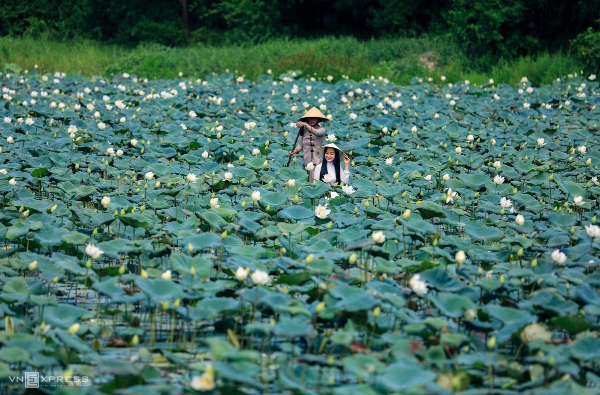   Hồ sen trắng nở rộ tại làng cổ Phước Tích. Nằm cách trung tâm thành phố Huế 35 km về hướng bắc. Làng nằm yên bình bên bờ sông Ô Lâu, địa phận giáp tỉnh Thừa Thiên – Huế và tỉnh Quảng Trị.  Với tuổi đời trên 500 năm và đã được xếp hạng di tích quốc gia, nơi đây nổi bật với hình ảnh đình làng, cây đa, bến nước, đồng ruộng và hồ sen trắng.