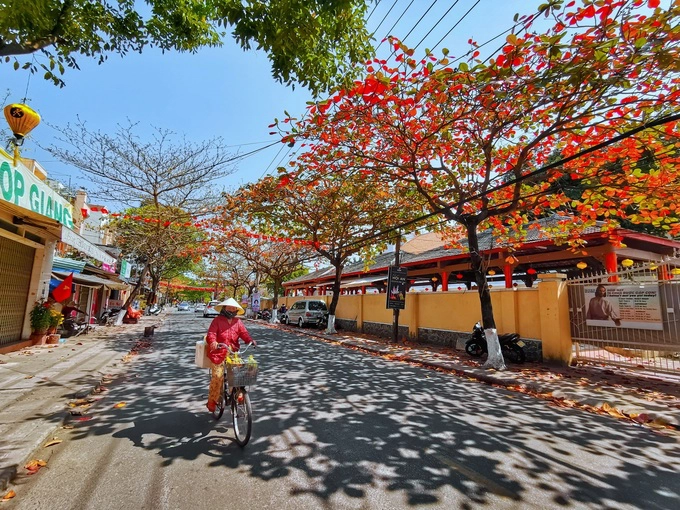 Hội An khác lạ với hàng cây bàng rợp lá đỏ khi thời tiết chuyển mùa.