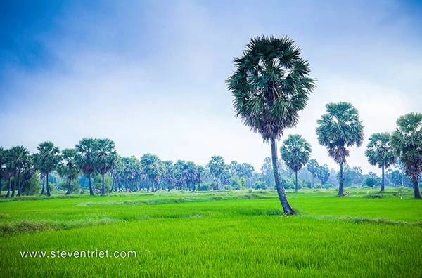 Có đoạn thốt nốt nhiều đến nỗi tưởng như nơi đây là một khu rừng huyền bí đang chìm trong sương sớm, xen lẫn những tia nắng ban mai. Có đoạn thốt nốt nhiều đến nỗi tưởng như nơi đây là một khu rừng huyền bí đang chìm trong sương sớm, xen lẫn những tia nắng ban mai.
